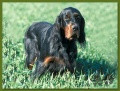 Pedigree NEMO VOM EIXELBERG Pedigree NEMO VOM EIXELBERG